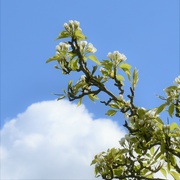 28th Apr 2023 - I liked how the cloud shape seemed to be a copy of the blossom heads