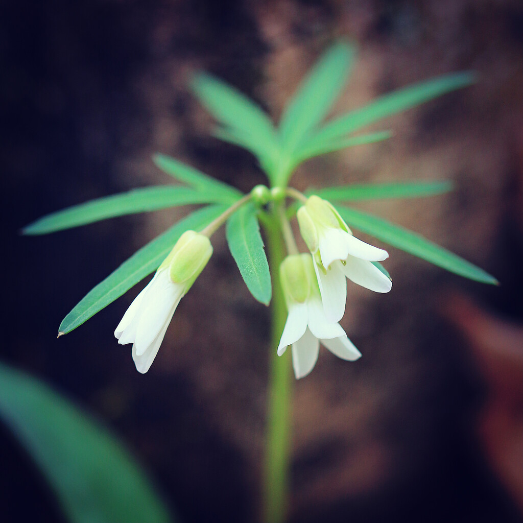 Toothwort's Last Appearance? 2023 (c) by juliedduncan