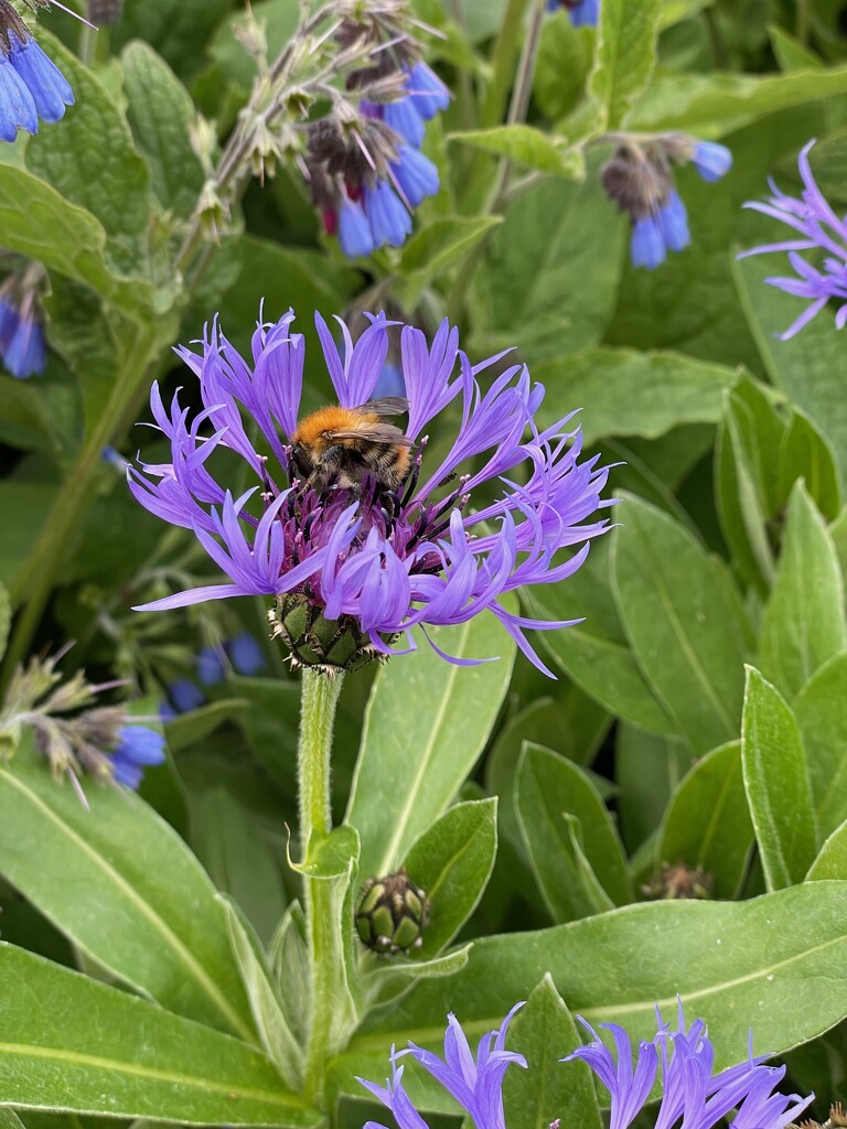 Bee on Cornflower  by 365projectmaxine