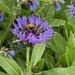 Bee on Cornflower  by 365projectmaxine