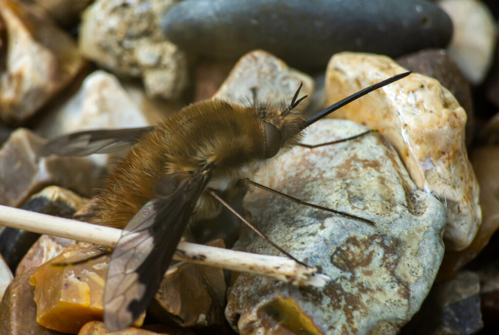 Bee fly by stevejacob