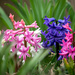In my garden