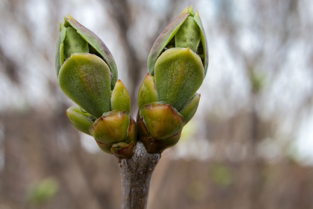 Sprouting by okvalle