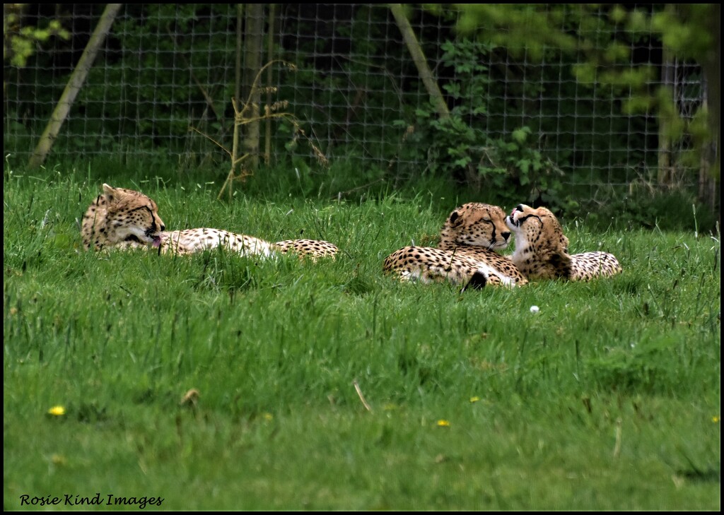 Cheetahs by rosiekind