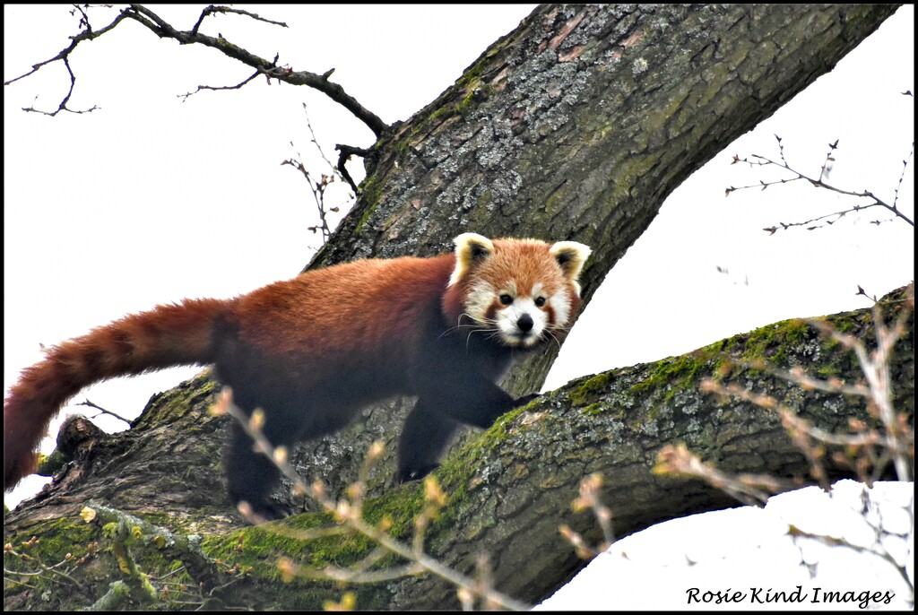 Red panda by rosiekind