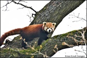 28th Apr 2023 - Red panda
