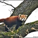 Red panda by rosiekind