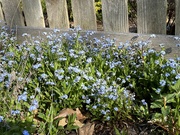 24th Apr 2023 - Forget Me Nots