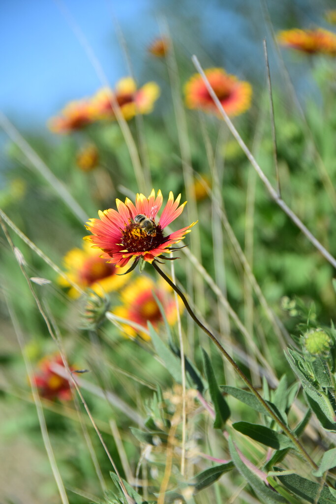 Texas Hill Country Wildflowers 1/3 by matsaleh