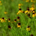 Texas Hill Country Wildflowers 2/3 by matsaleh