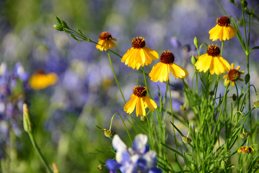 Texas Hill Country Wildflowers 3/3 by matsaleh