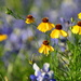 Texas Hill Country Wildflowers 3/3 by matsaleh