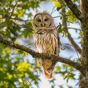 28th Apr 2023 - Barred Owl at sunset
