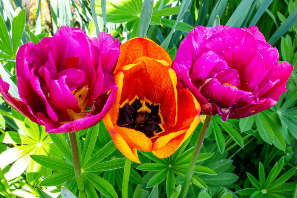 Tulips by carole_sandford