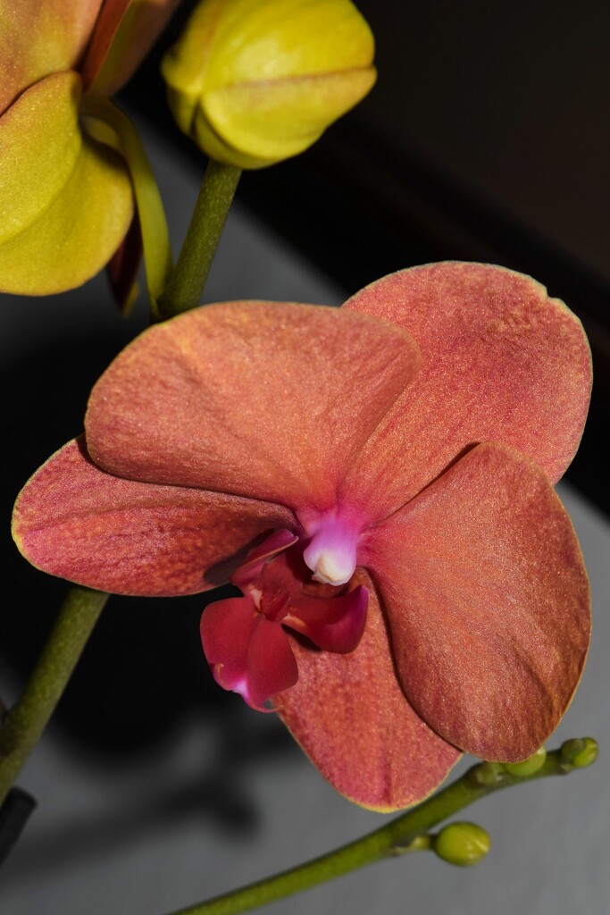 Orchid Birthday Present by sandlily