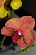 27th Apr 2023 - Orchid Birthday Present