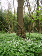 28th Apr 2023 - wild garlic and ivy