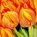 Flaming Tulips  by rensala