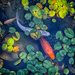 Koi by 365projectorgbilllaing