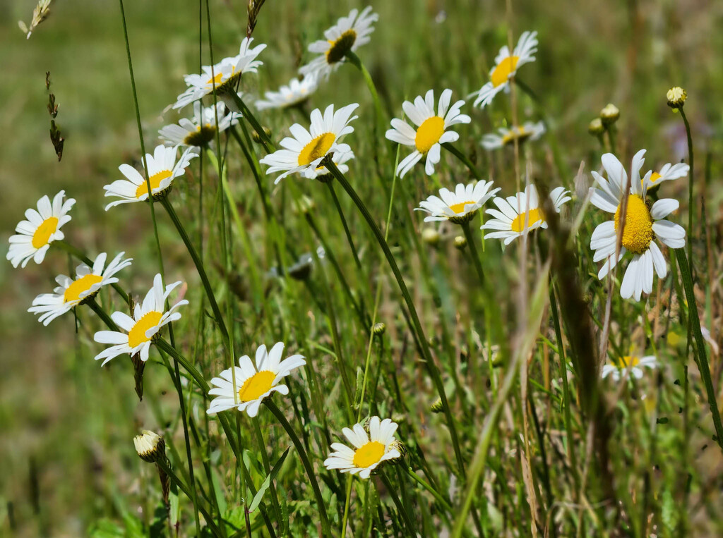 Daisy on the side of the road by randystreat