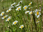 28th Apr 2023 - Daisy on the side of the road