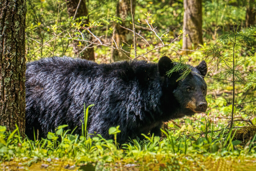 Black Bear by kvphoto