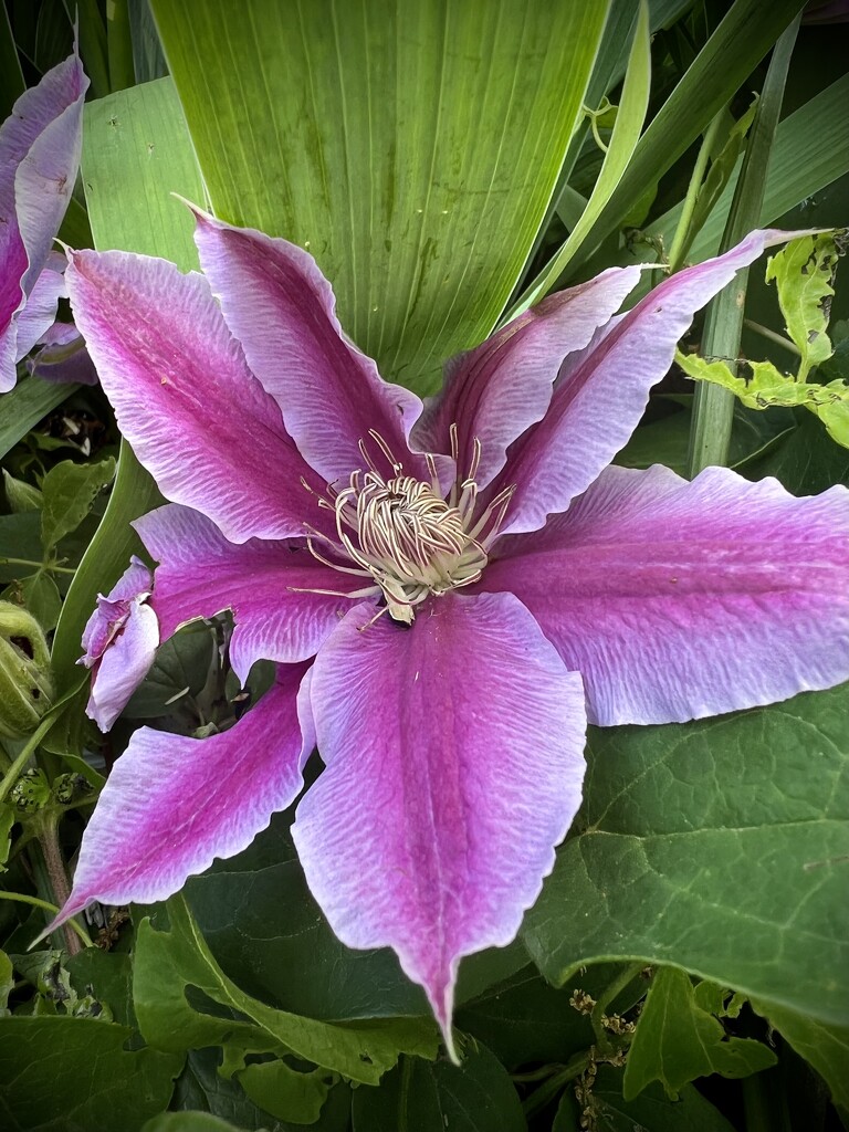 Clematis by calm