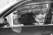 27th Apr 2023 - dogs in cars