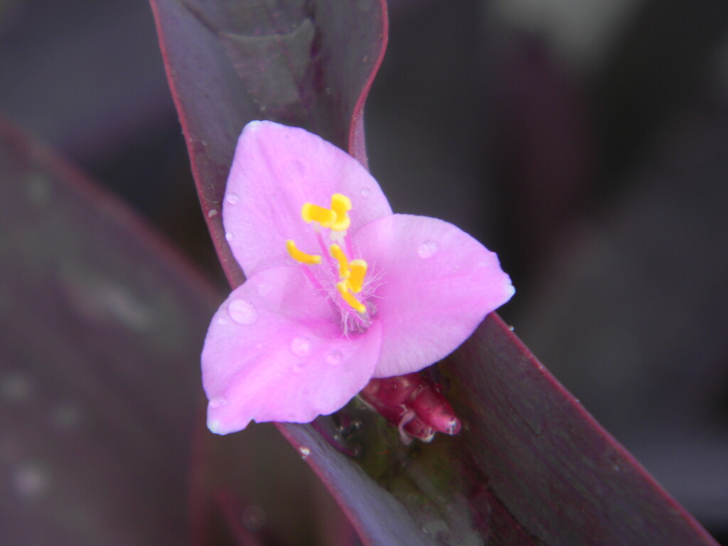 Purple Heart Flower with Raindrops by sfeldphotos