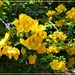 Beautiful Cassia Flower ~ by happysnaps