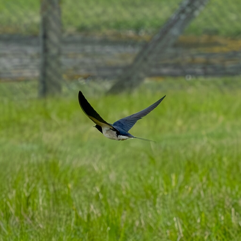 Barn Swallow by brocky59