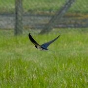 28th Apr 2023 - Barn Swallow