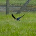 Barn Swallow by brocky59