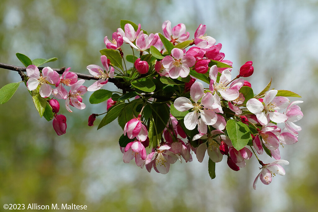 Crabapple by falcon11