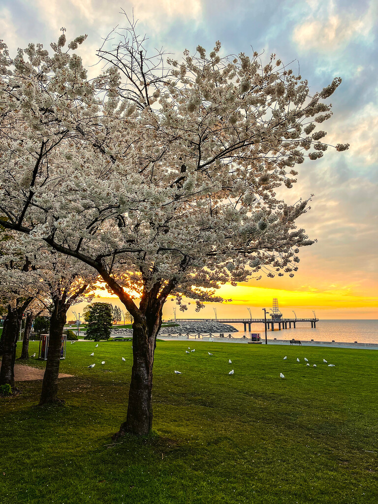 Spencer Smith Park Cherry Trees by pdulis