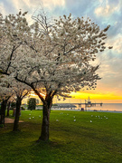 28th Apr 2023 - Spencer Smith Park Cherry Trees