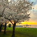 Spencer Smith Park Cherry Trees by pdulis