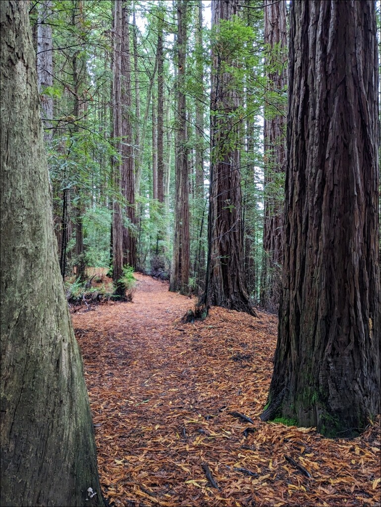 Redwood walk by sandradavies