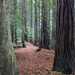 Redwood walk by sandradavies
