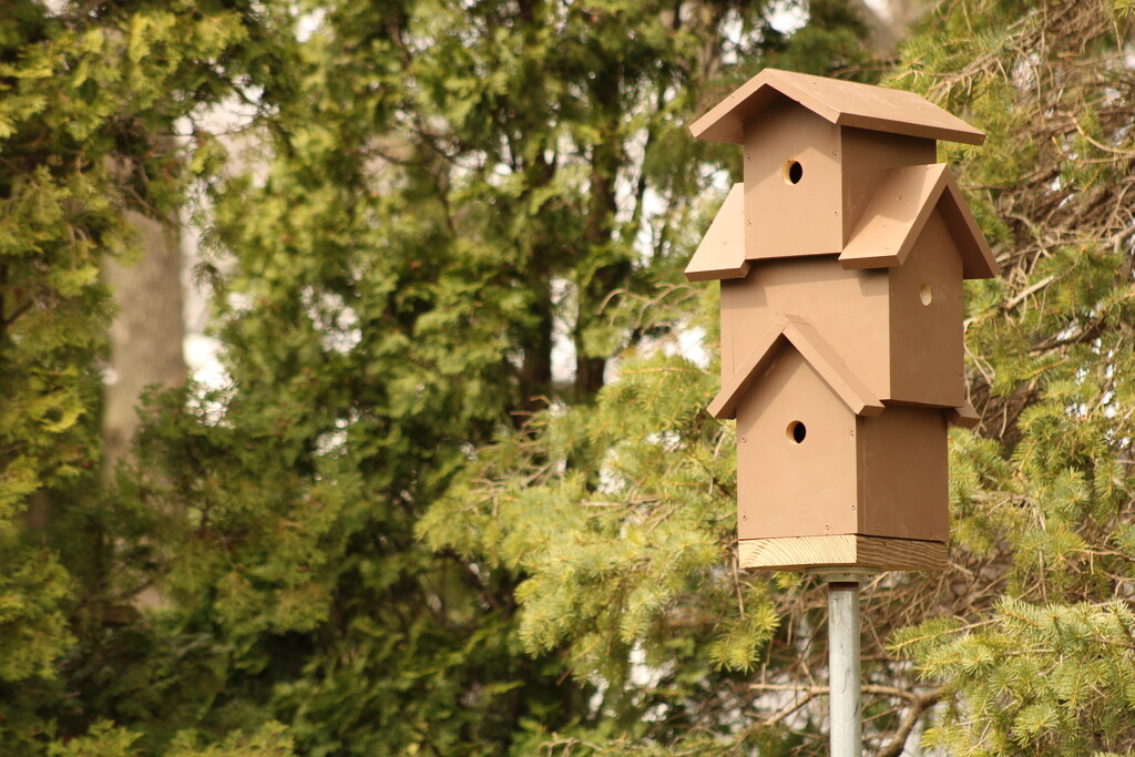 New birdhouse  by mltrotter