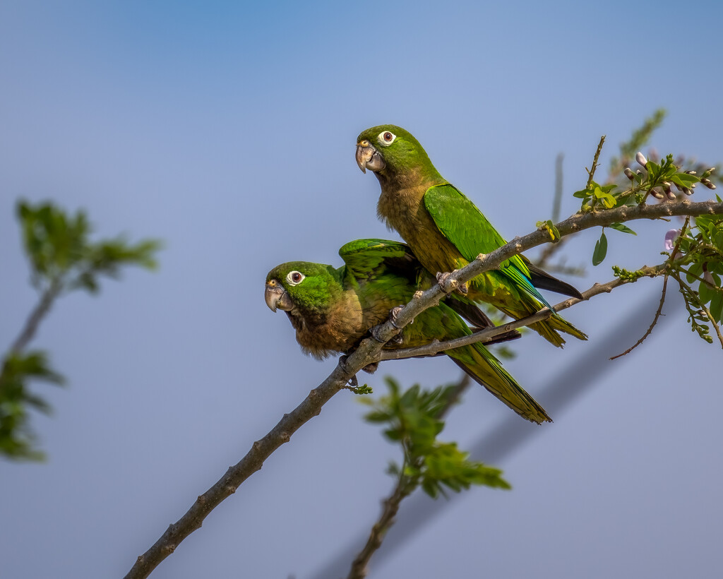 Olive-throated Parakeet  by nicoleweg