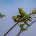 Olive-throated Parakeet  by nicoleweg