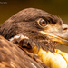 Bald Eagle Baby Up Close! by rickster549