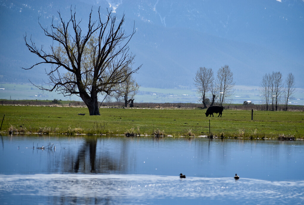 A Peaceful Pastoral Scene by bjywamer