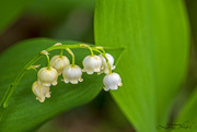 27th Apr 2023 - Lily of the Valley