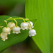 Lily of the Valley by lstasel