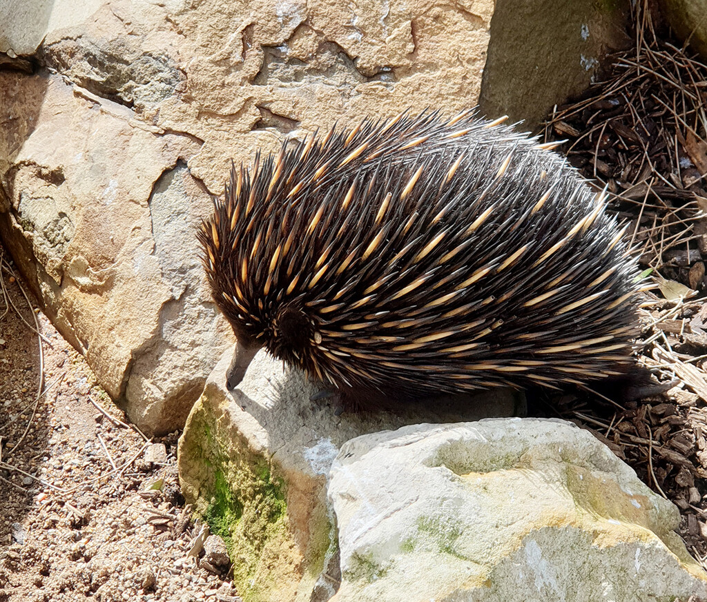 Echidna by onewing