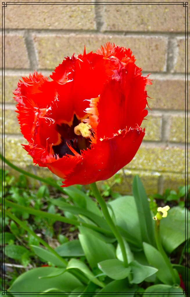 Red tulip. by beryl
