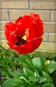29th Apr 2023 - Red tulip.