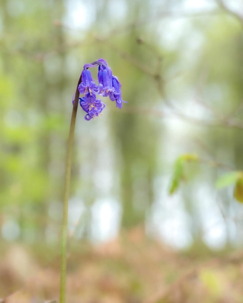 Study of a Bluebell  by rjb71